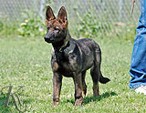 german shepherd  puppy Yasir
