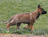 german shepherd puppy Yatzi