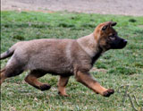 german shepherd puppy Yena