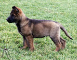 german shepherd puppy Yozi