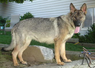 german shepherd  dog  Zahara