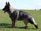 german shepherd  dog  Zina Jirkova dvora