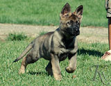 german shepherd puppy Zoe