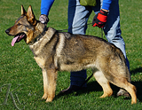 german shepherd dog breeding female