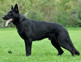 personal protection german shepherd dog for sale