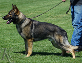 trained personal protection german shepherd dog for sale