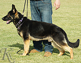 trained personal protection german shepherd dog for sale