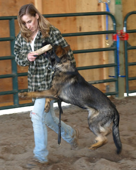 German Shepherd puppy