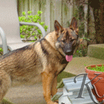 german shepherd dog