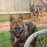 german shepherd dog