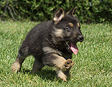 german shepherd puppy for sale