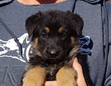 german shepherd puppy for sale