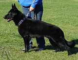 german shepherd puppy for sale