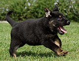 german shepherd puppy for sale