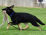 german shepherd puppy for sale