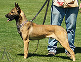 trained personal protection belgian malinois dog for sale