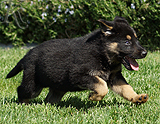 german shepherd puppy for sale