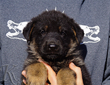 german shepherd puppy for sale