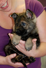 german shepherd  puppy Ansel