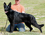 German Shepherd female Agira Bruce Lee