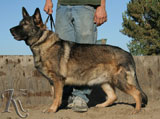 german shepherd  dog  Aika vom Wogenfeld