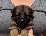 german shepherd puppy for sale