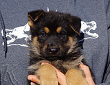 german shepherd puppy for sale