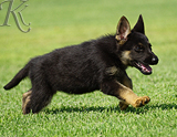 german shepherd puppy for sale