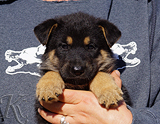 german shepherd puppy for sale