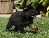 german shepherd puppy for sale