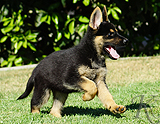 german shepherd puppy for sale