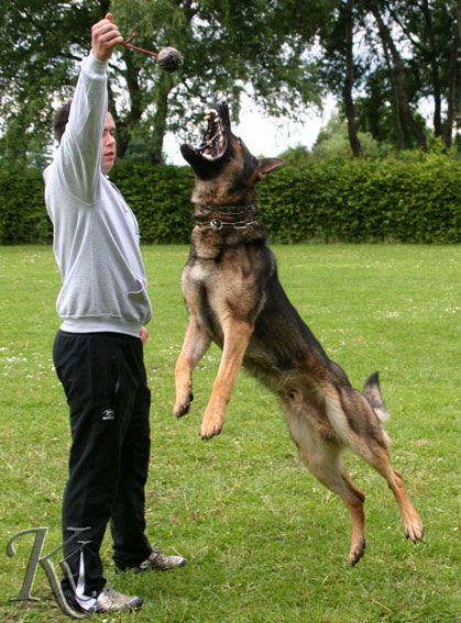 german shepherd protection training near me