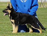 german shepherd puppy for sale