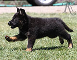 german shepherd puppies for sale