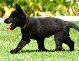 german shepherd puppies for sale