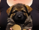 german shepherd puppy for sale