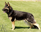 trained personal protection german shepherd dog for sale