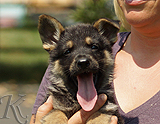 german shepherd puppy for sale