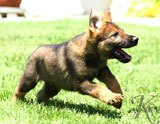 german shepherd puppies for sale