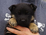 german shepherd puppy for sale