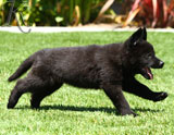 german shepherd puppies for sale