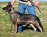 German Shepherd female Alma