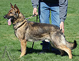 personal protection german shepherd dog for sale