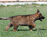 german shepherd puppy Ancha