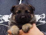 german shepherd puppy for sale