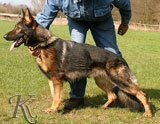 German Shepherd female Angel von der Neundorfer Flur