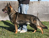 trained German Shepherd  dog for sale