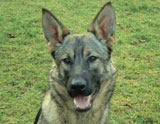 trained personal protection german shepherd dog for sale