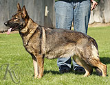 german shepherd dog