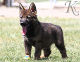 german shepherd puppies for sale